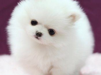 Критерии выбора и цена щенка померанского шпица