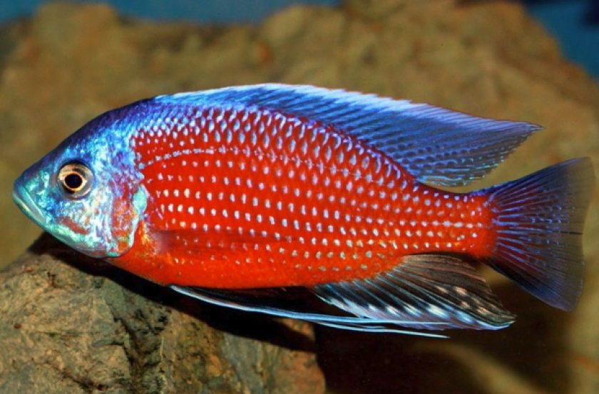 Краснохвостый каданго