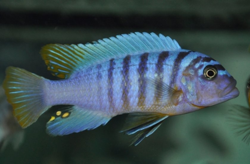 Зебра Мбуна