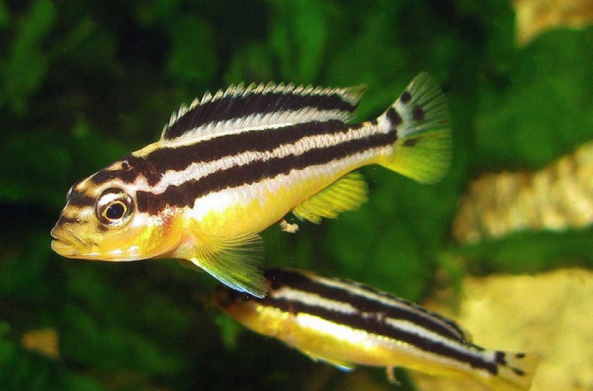 Золотая цихлида