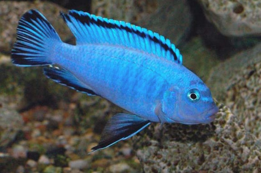 Голубой пиндани