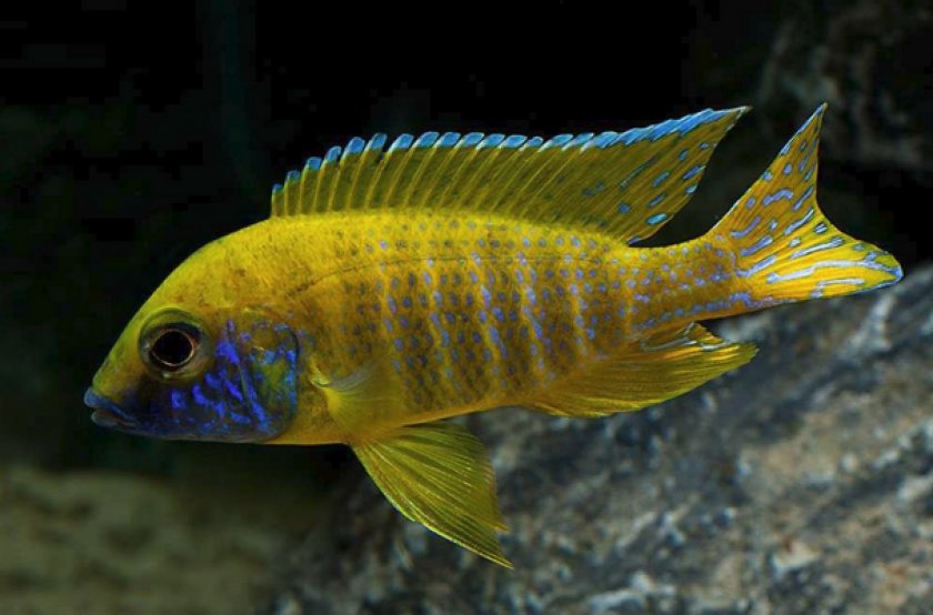 Аулонокара бенша