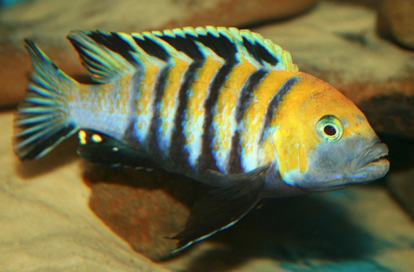 Цихлида-собачка