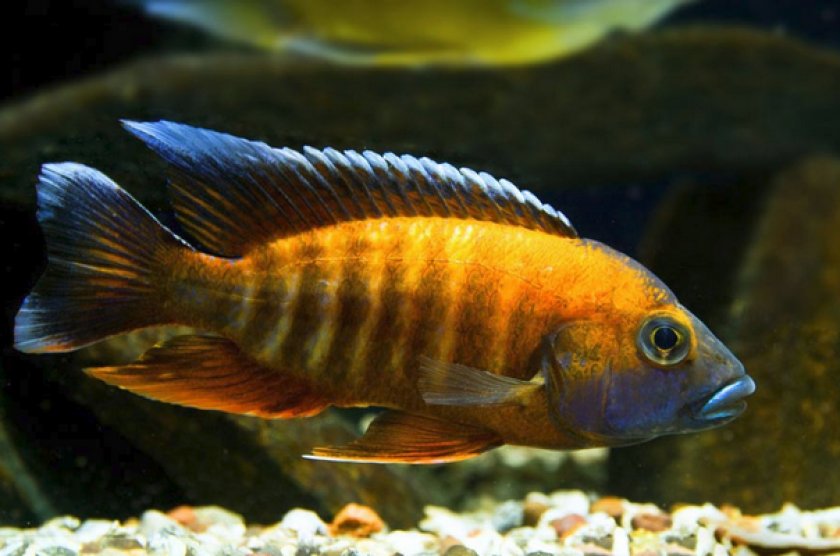 Малавийская бабочка