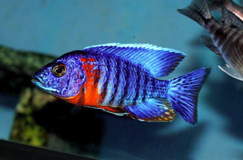 Аулонокара Ньяса