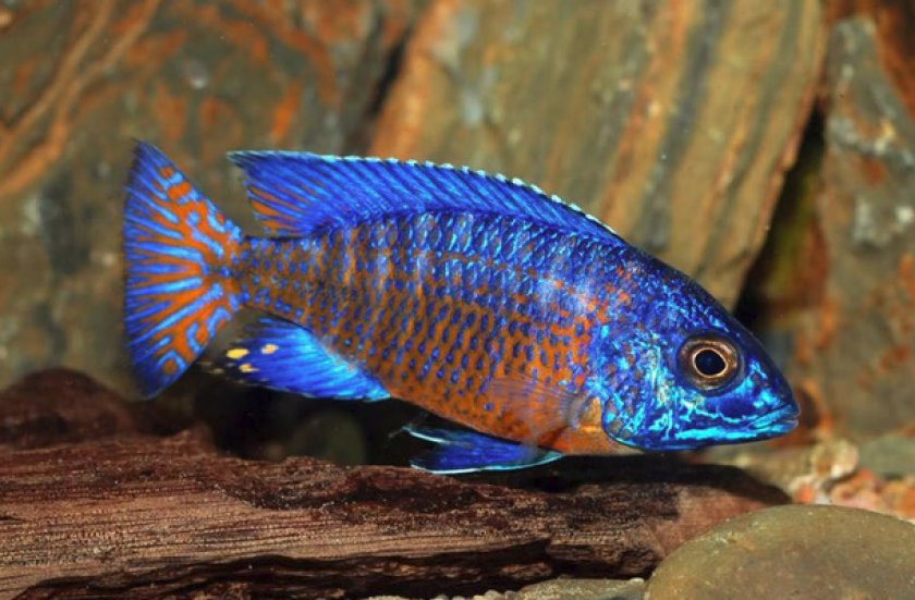 Павлин Гранта