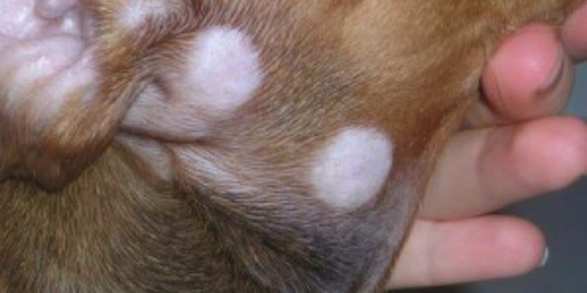 лишай у собаки