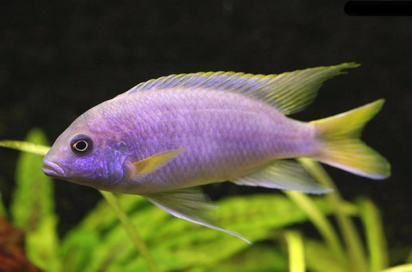 Псевдотрофеус Аки