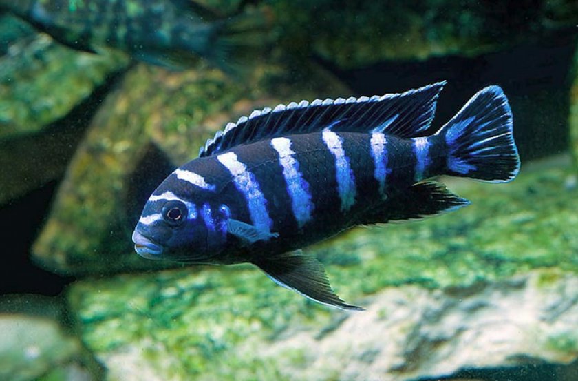 Псевдотрофеус демасони