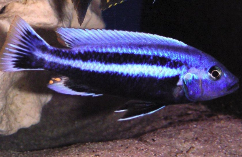 Меланохромис Чипока