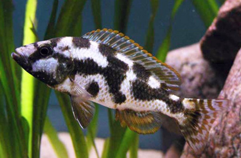 Цихлида Ливингстона