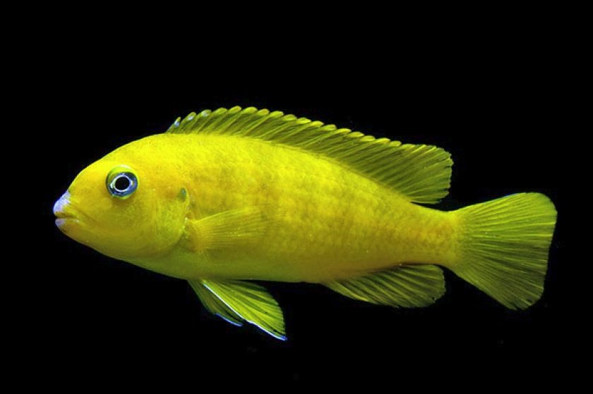 Псевдотрофеус саулози