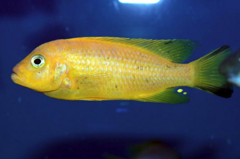 Псевдотрофеус дактари