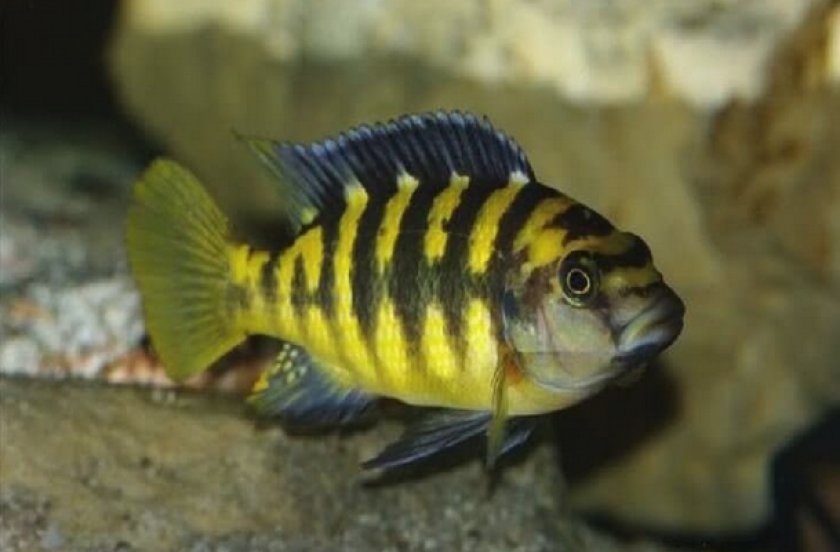 Цихлида-шмель