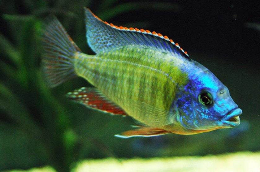 Фенестратус