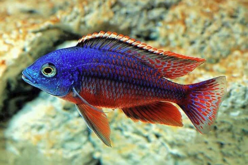 Красная императрица