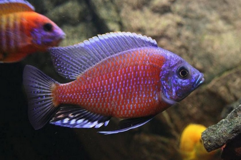 Красный каданго