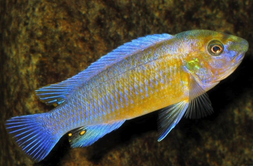 Лабеотрофеус