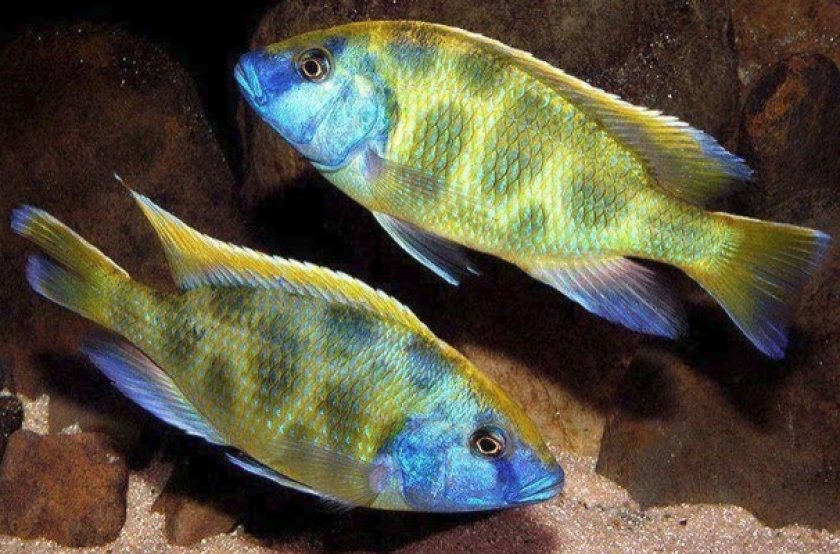 Золотой леопард