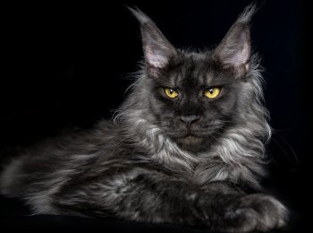 Какие бывают мейн-куны?