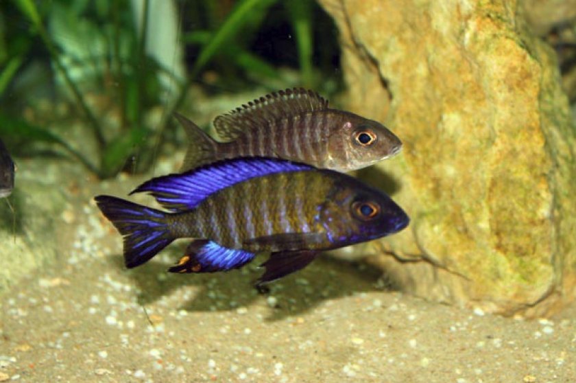 Северная аулонокара