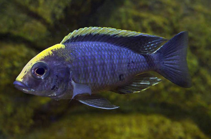 Аулонокара Майланда