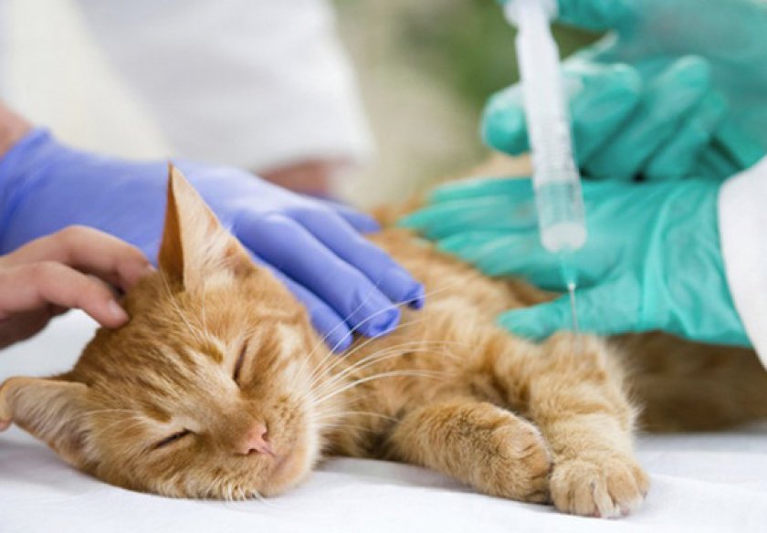 как сделать препараты для химиотерапии кошек на