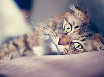 Печеночный липидоз у кошек