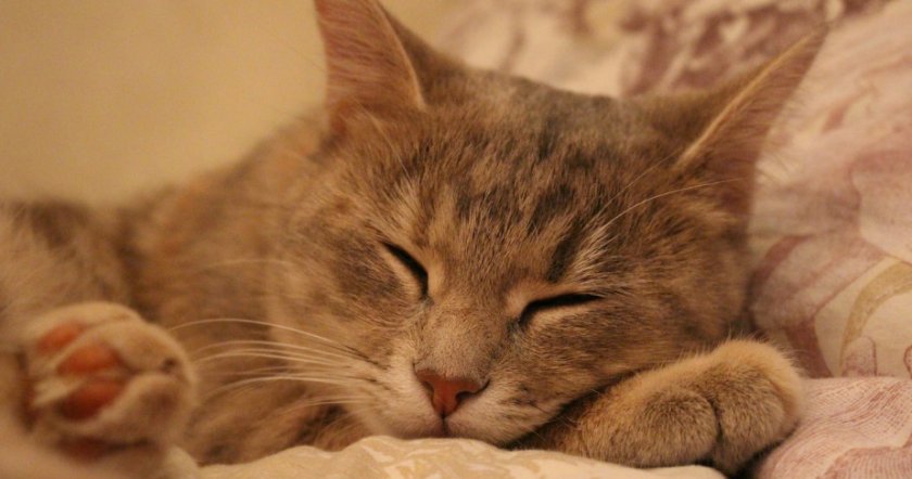 кошка спит