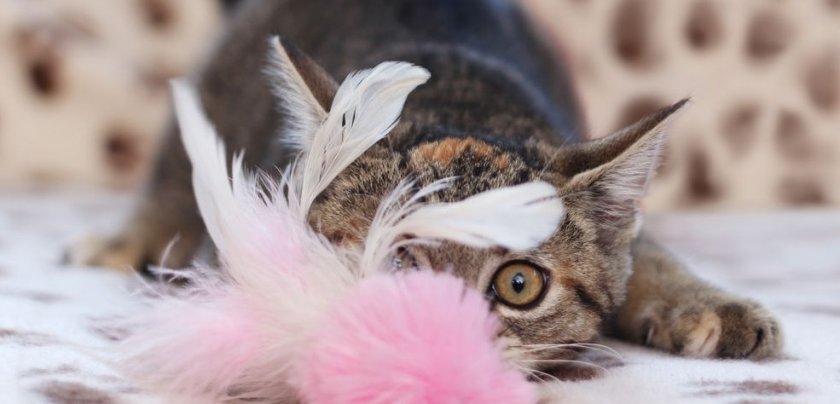 кошка играет