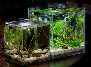 Нано-аквариум