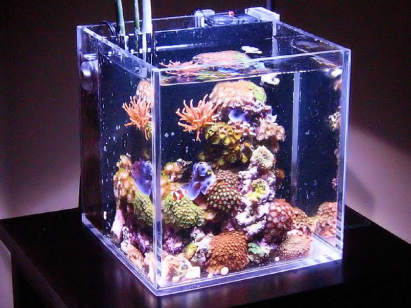 Нано-аквариум