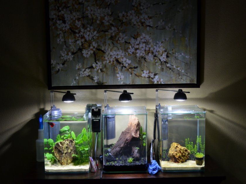 Нано-аквариум Нано-аквариум