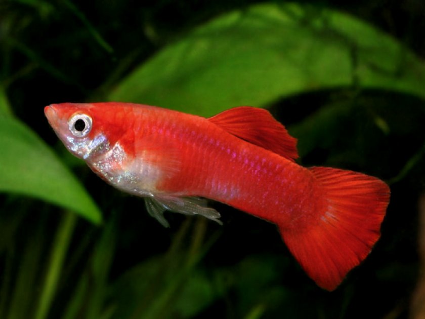 Гуппи Гуппи