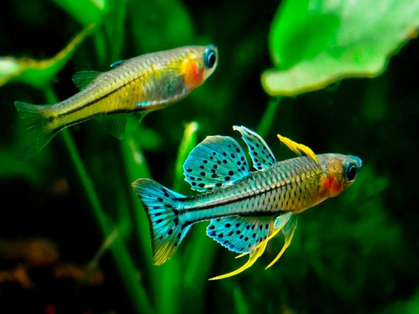 Голубоглазка пятнистая Гертруды Голубоглазка пятнистая Гертруды