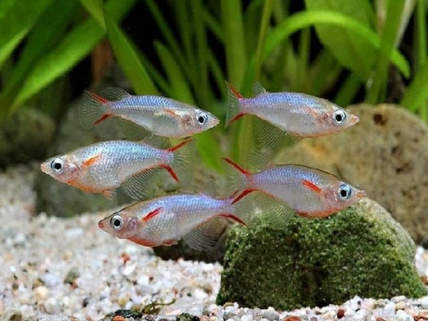 Оризиас Оризиас