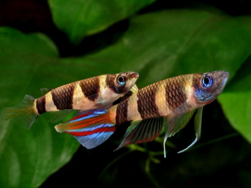 Эпиплатис факельный Эпиплатис факельный