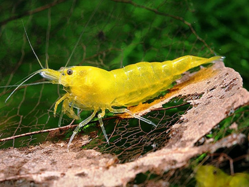 Неокаридины Неокаридины