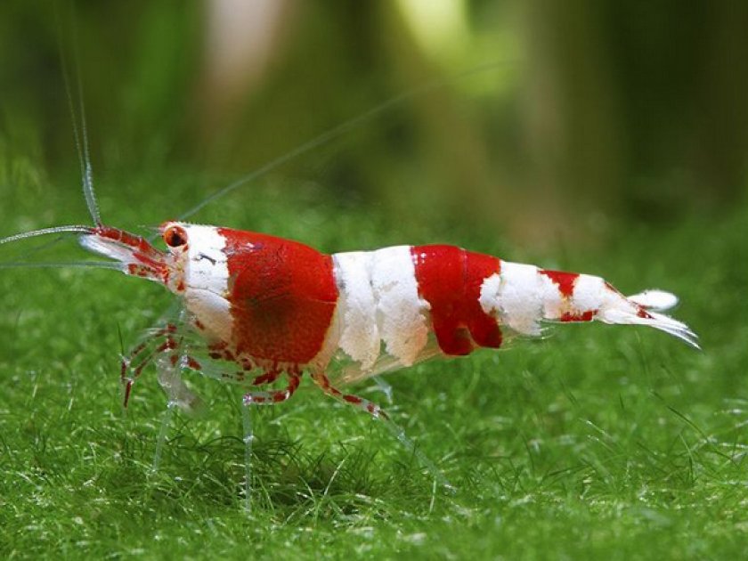 Красный кристалл Красный кристалл