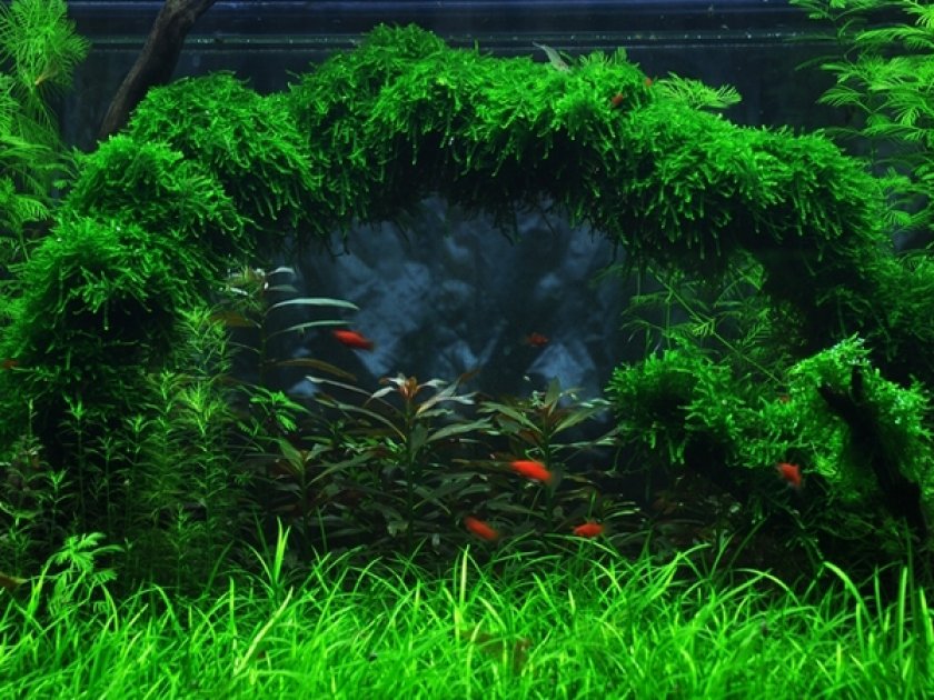 Плакучий мох