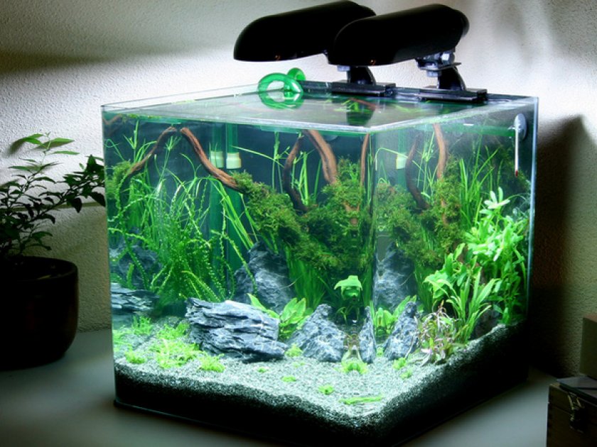 Подводный сад