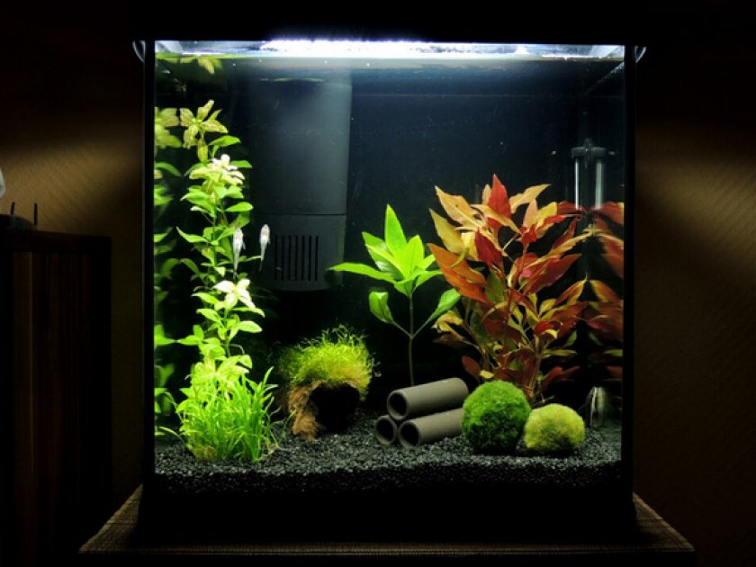Нано-аквариум