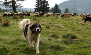 Болгарская овчарка