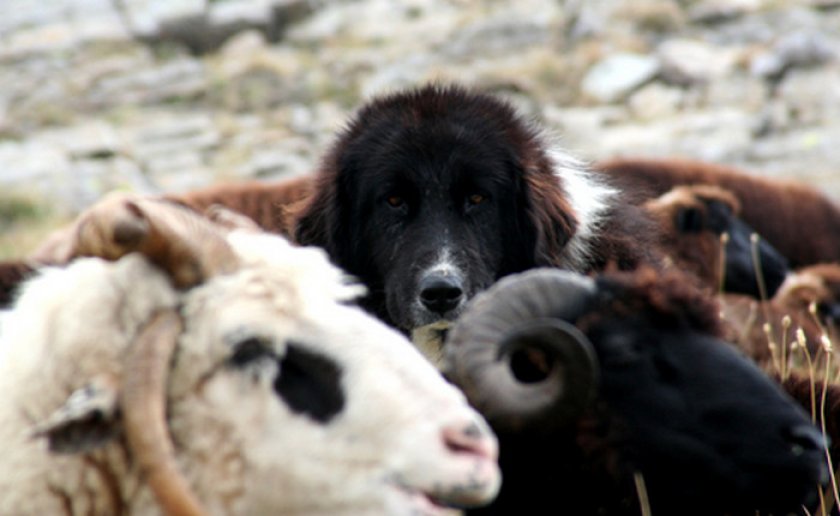 Болгарская овчарка