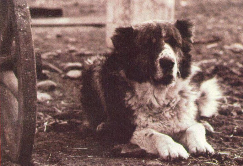 Болгарская овчарка