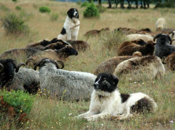 Умная и преданная: знакомимся с болгарской овчаркой