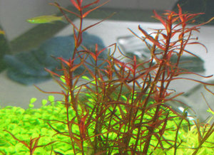 Ротала макрандра