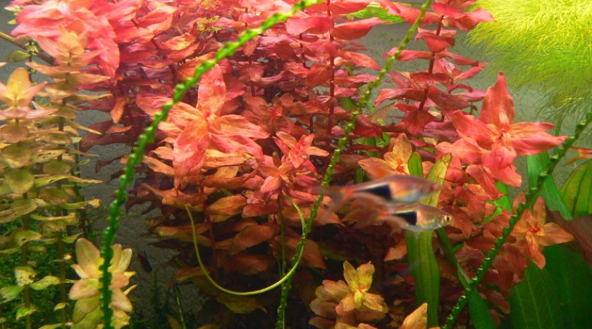 Ротала макрандра