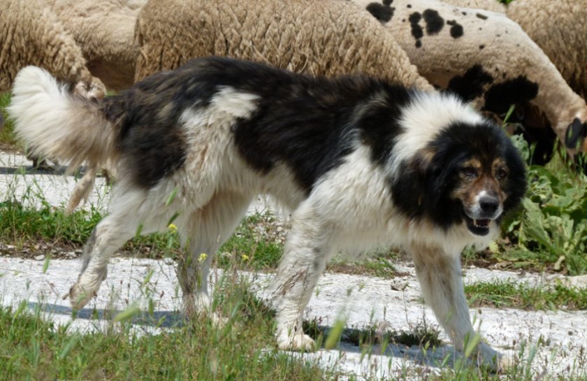 Болгарская овчарка