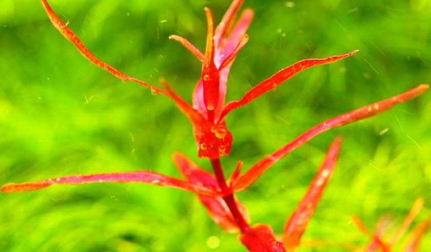 Ротала макрандра